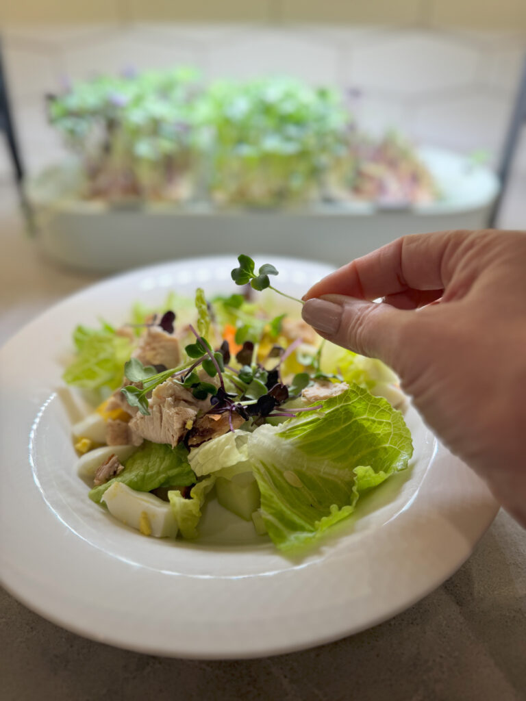 microgreens grown at home in healthy salad