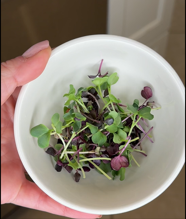 fresh cut radish microgreens in a bowl grown at home